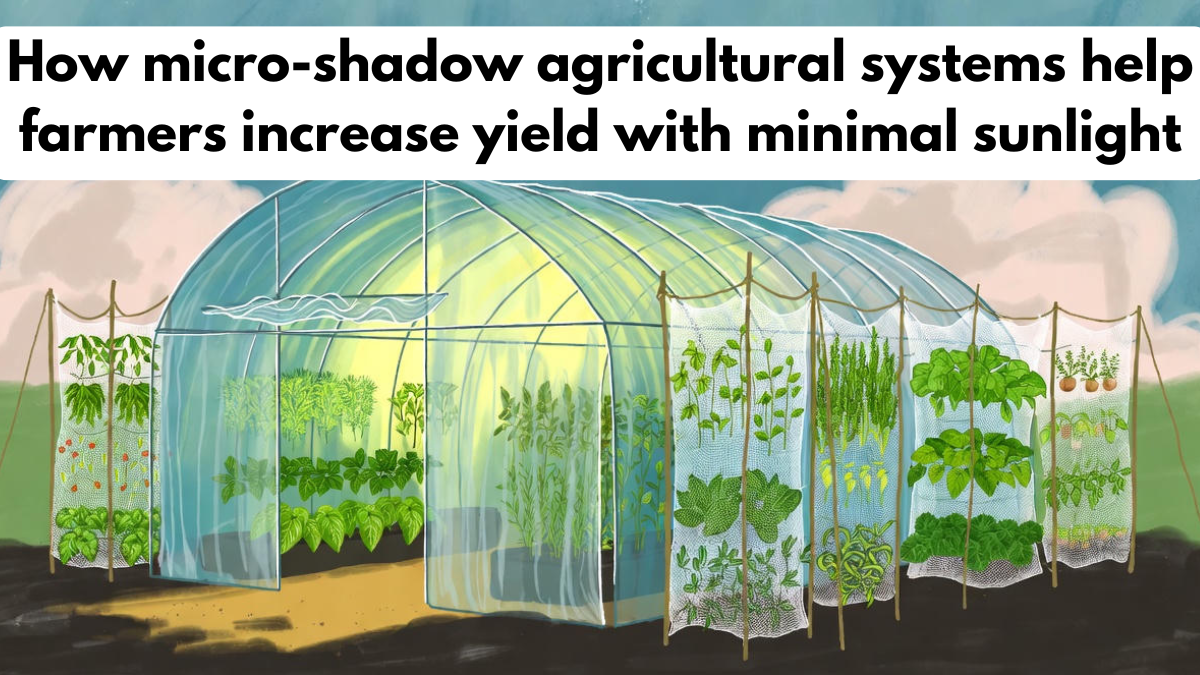 How micro-shadow agricultural systems help farmers increase yield with minimal sunlight