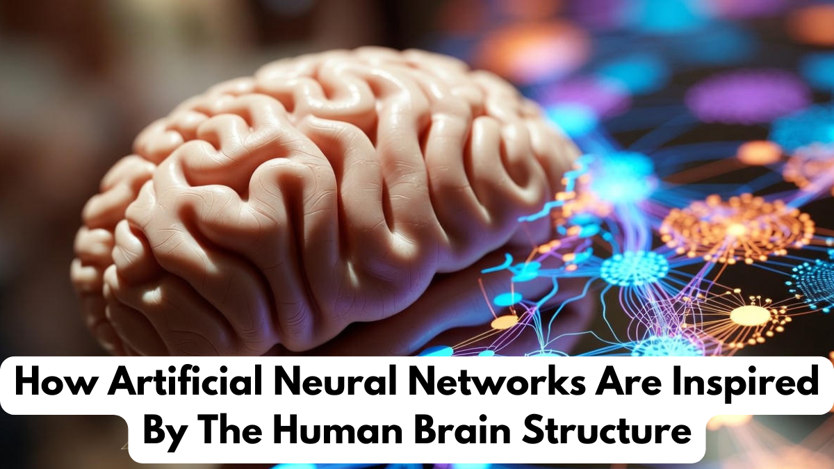How Artificial Neural Networks Are Inspired By The Human Brain Structure
